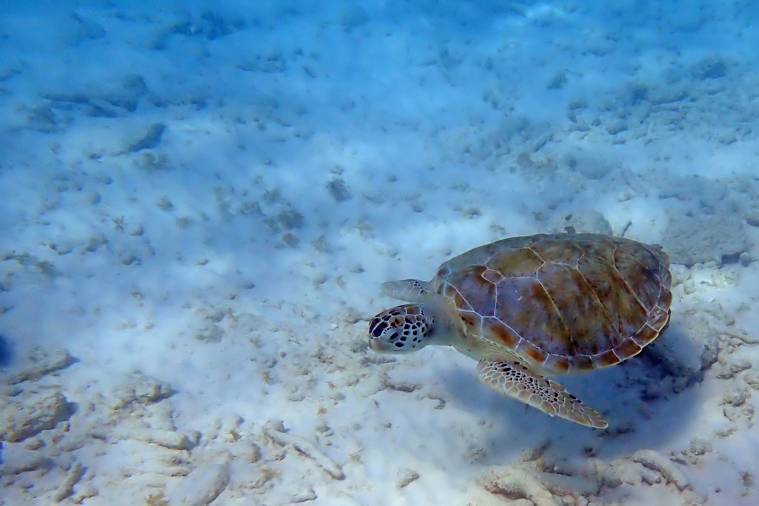 2018-01-24 - 14-29-15 - Klein Curacao - Schildkröte